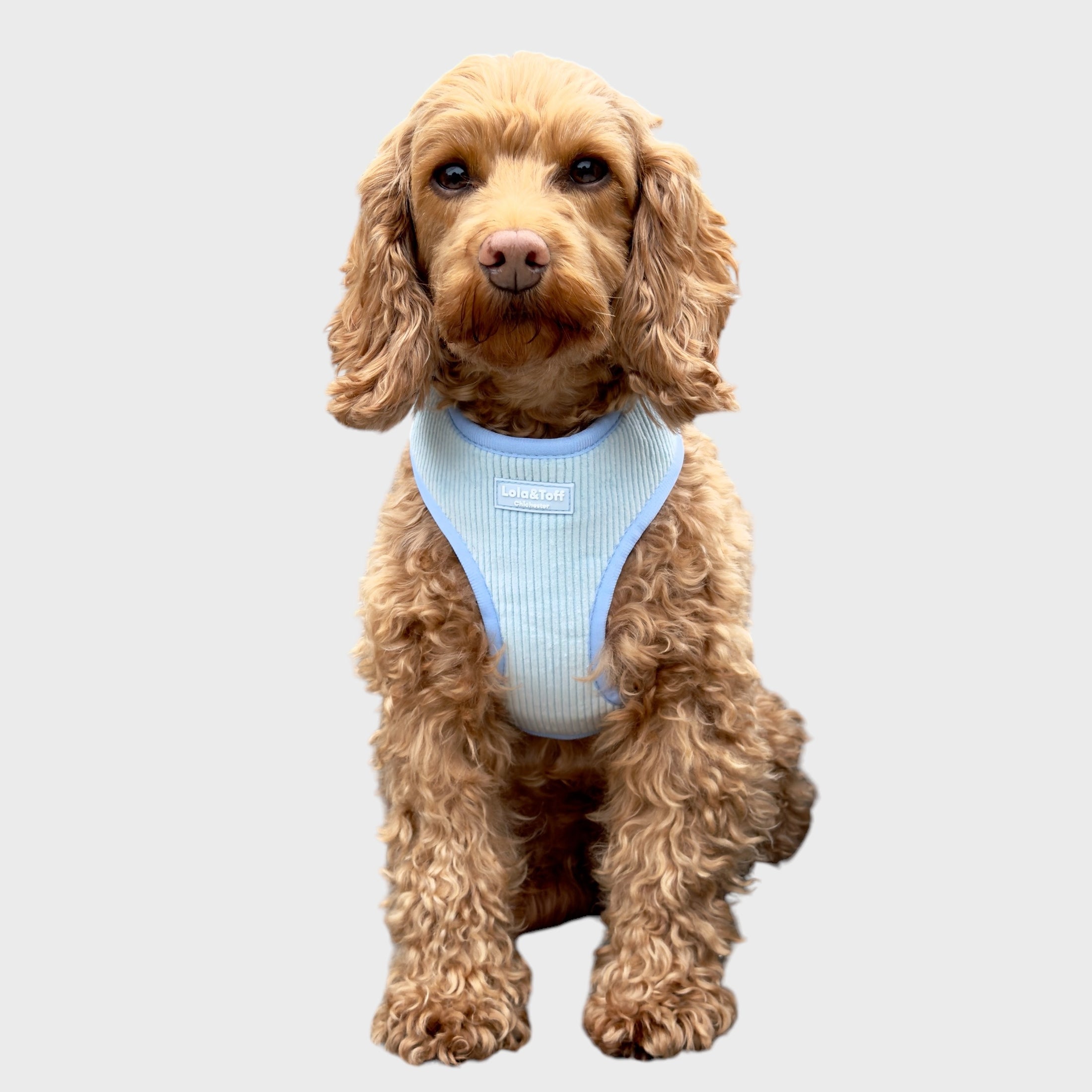 Baby Blue Corduroy – Adjustable Dog Harness