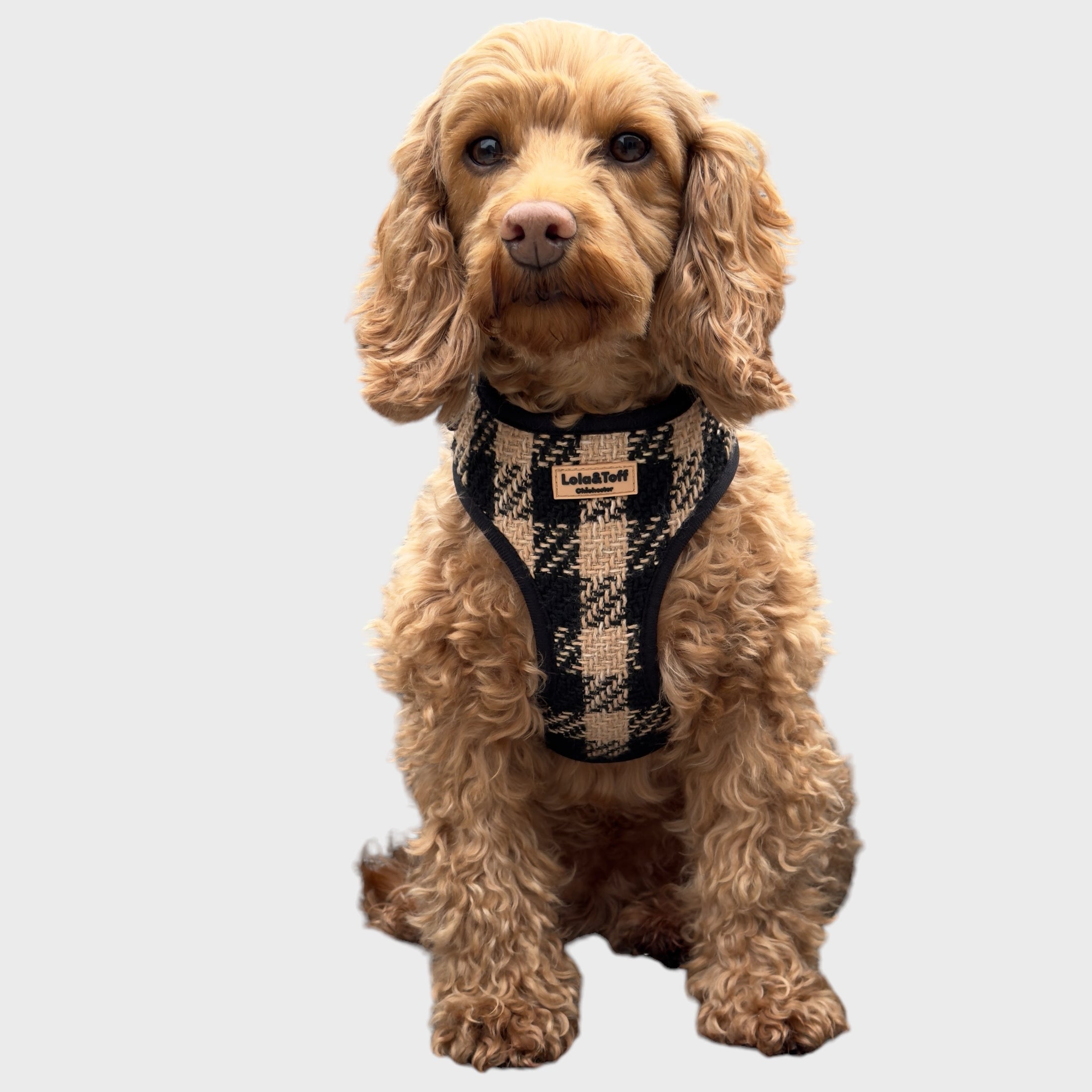 Black & Tan Tweed - adjustable dog harness