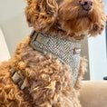 Load image into Gallery viewer, Oatmeal Tweed Effect Puppy & Tiny Dog Harness

