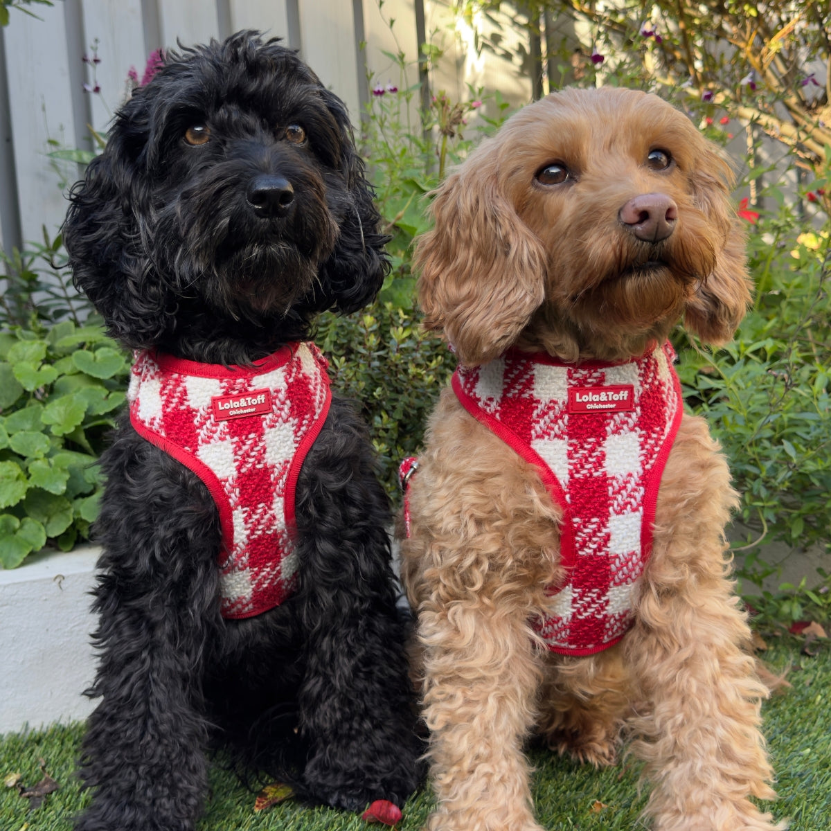 Poppy Luxe Tweed Dog Harness in Red