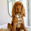 Load image into Gallery viewer, Spaniel wearing the Latte Luxe Tweed Dog Harness
