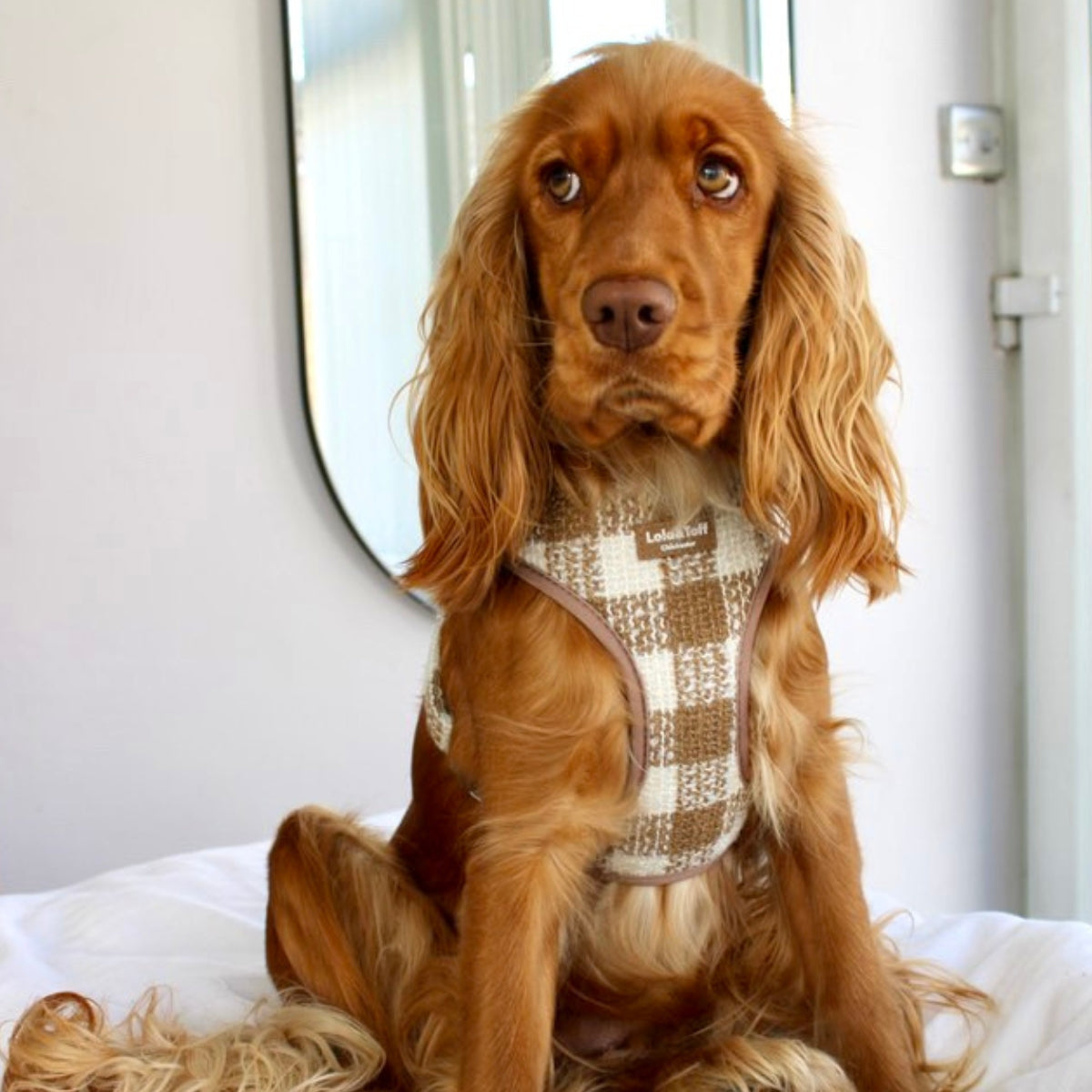 Spaniel wearing the Latte Luxe Tweed Dog Harness