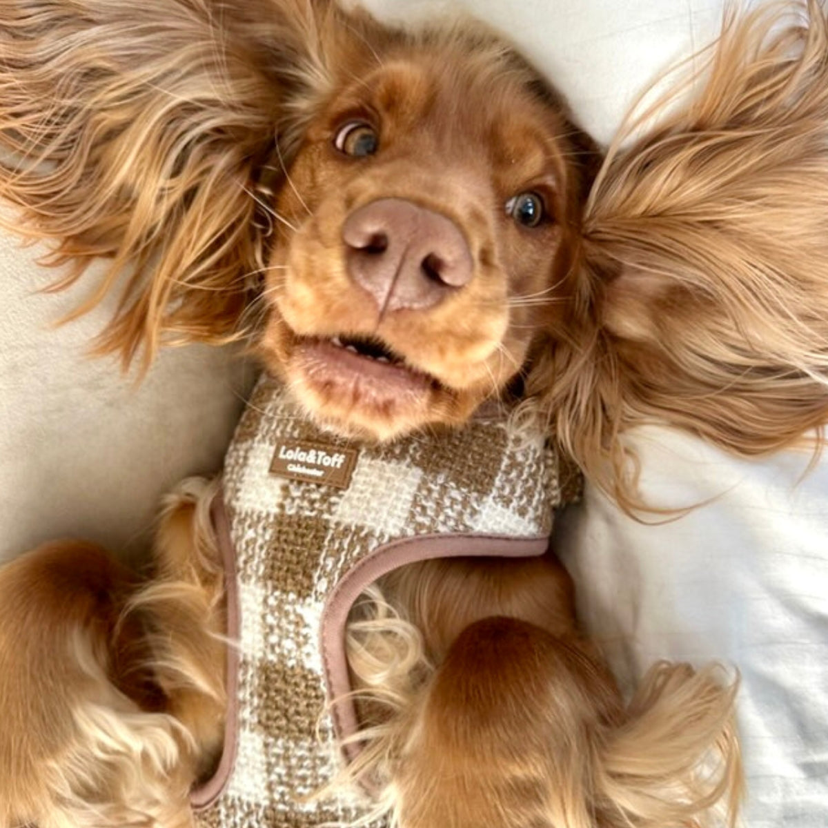 The comfort of the Latte Luxe Tweed Harness