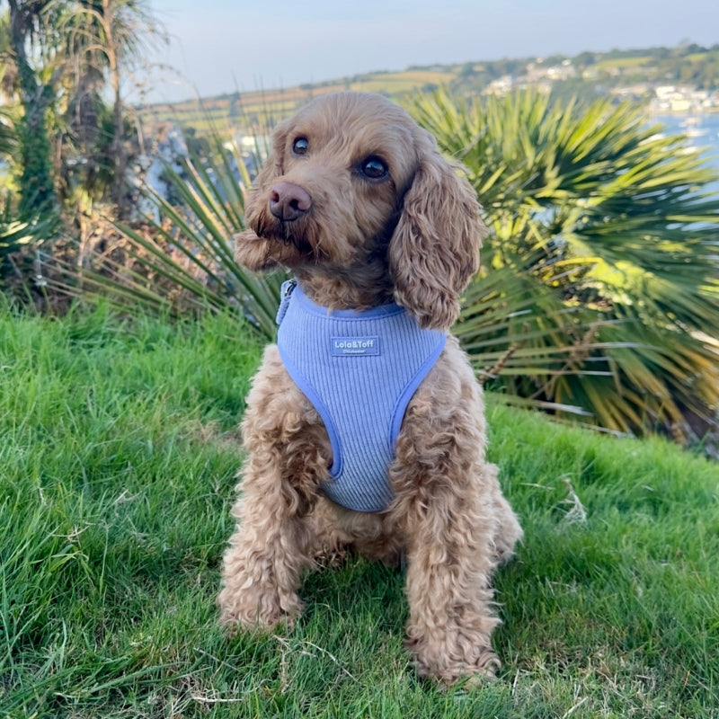 Toffee wearing Lavender Harness