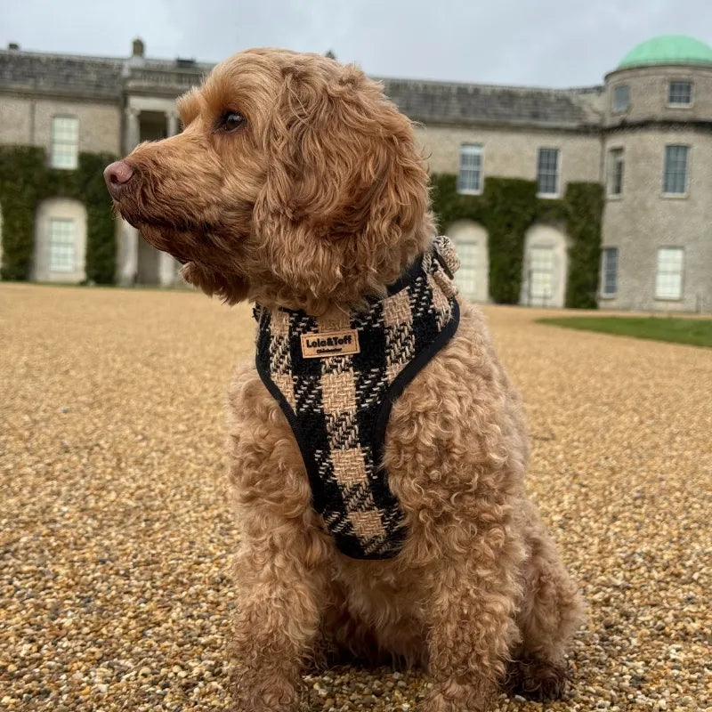 Toffee wearing Lola&Toff Black & Tan Dog Harness