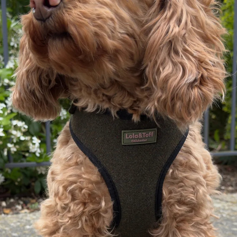 Toffee wearing Lola&Toff Green Tweed Dog Harness
