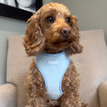 Load image into Gallery viewer, Toffee wearing the Baby Blue Dog Harness
