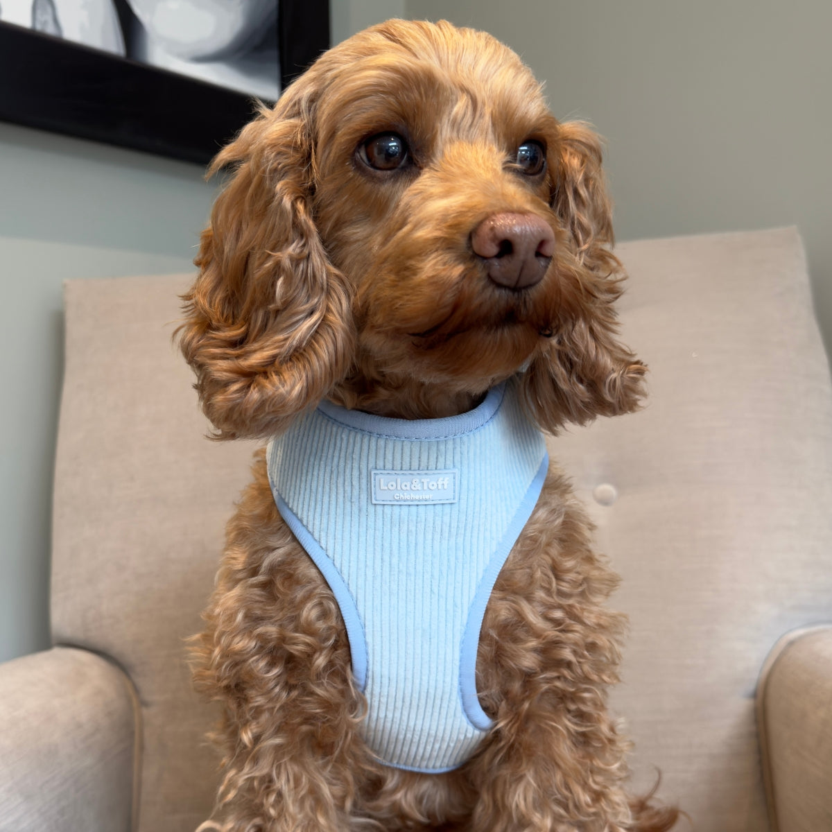 Toffee wearing the Baby Blue Dog Harness