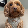 Load image into Gallery viewer, Oatmeal Tweed Effect Puppy & Tiny Dog Harness
